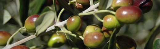 What you can do and why you should do it with Chapman Hill Extra Virgin Olive Oil. What you can do and why you should do it with Chapman Hill Extra Virgin Olive Oil.
