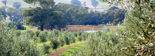 chapman hill grove