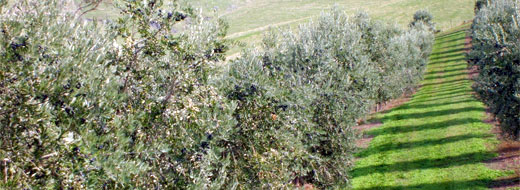 chapman hill grove