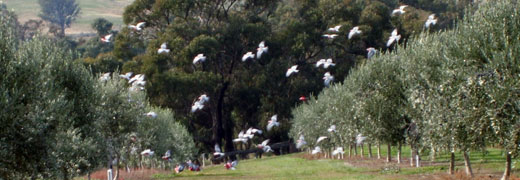 Chapman Hill is an Olive Care accredited olive grove. Chapman Hill is an Olive Care accredited olive grove.