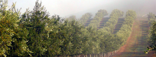 The Chapman Hill olive grove is managed to produce premium quality olives. The Chapman Hill olive grove is managed to produce premium quality olives.