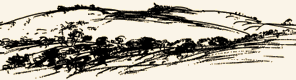 Chapman Hill Olive Grove Sketch